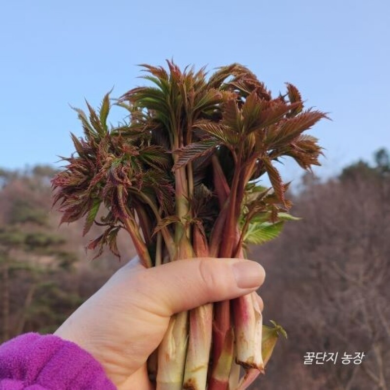 꿀단지 농장,[예약판매]꿀단지 농장,국산,눈개승마,산나물1kg,삼나물,봄나물,제철,고랭지,해발700,봄나물,산지직송,부모님선물 산채, 강원도지사인증
